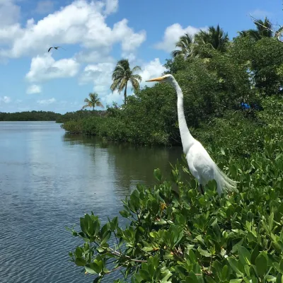 a bird standing next to a body of water