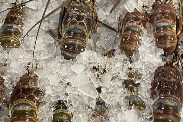 lobster at the Key Largo Fishmarket