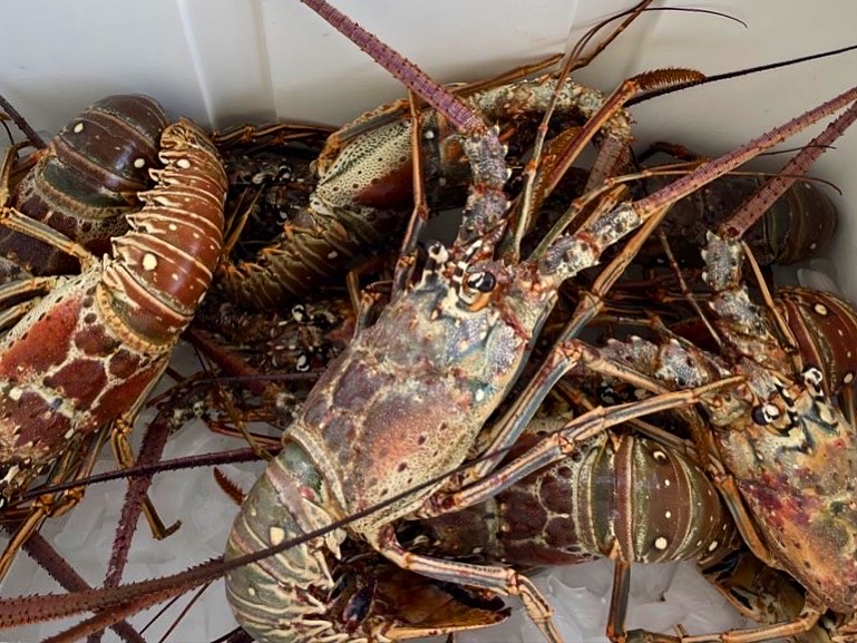 florida lobster a lobster on a table, florida lobsters