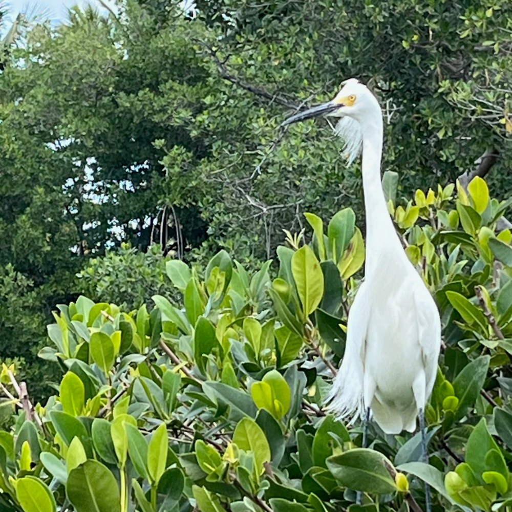 White heron standing in green shrubbery with trees in background.